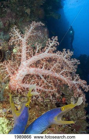 Stock Photograph - Indonesia, Blue Ribbon Eel Pair (Rhinomuraena Quaesita) Head Peeks From Coral, Diver With Flashlight In Background. Fotosearch