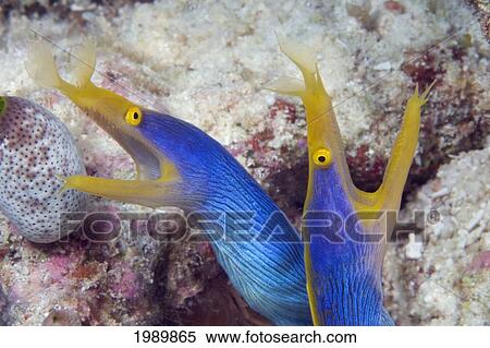 Stock Photography - Indonesia, Blue Ribbon Eel Pair (Rhinomuraena Quaesita) Head Peeks From Coral. Fotosearch