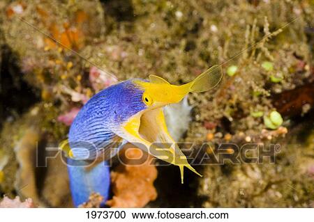 Indonesia, Blue Ribbon Eel (Rhinomuraena Quaesita) Head Peeks From Coral; Bali View Large Photo Image Stock Image - Indonesia, Blue Ribbon Eel (Rhinomuraena Quaesita) Head Peeks From Coral; Bali. Fotosearch