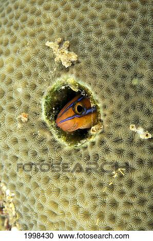 Indonesia, Blue Stripe Fang Blenny (Plagiotremus B1961 Rhinorhynchos) In Coral View Large Photo Image Stock Image - Indonesia, Blue Stripe Fang Blenny (Plagiotremus B1961 Rhinorhynchos) In Coral. Fotosearch
