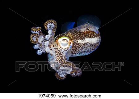 Indonesia, Bobtail Squid (Euprymna Berryi); Komodo View Large Photo Image Stock Photo - Indonesia, Bobtail Squid (Euprymna Berryi); Komodo. Fotosearch