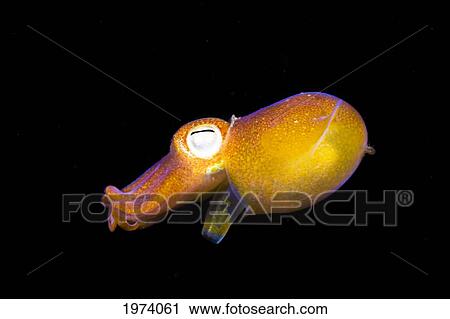 Indonesia, Bottletail Squid (Sepiadarium Kochi); Komodo View Large Photo Image Stock Image - Indonesia, Bottletail Squid (Sepiadarium Kochi); Komodo. Fotosearch