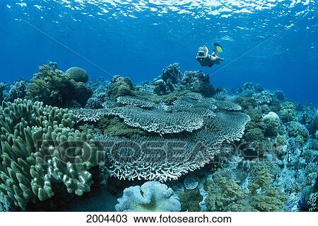 Stock Image - Indonesia, Bunaken, Woman Snorkeler Underwater, Various Types Of Coral, Marine Life. Fotosearch