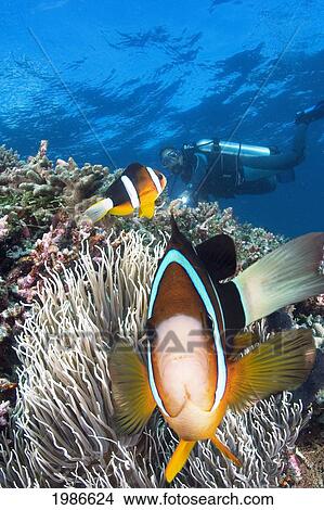 Picture - Indonesia, Clark's Anemonefish (Amphiprion Clarkii) And Diver.. Fotosearch