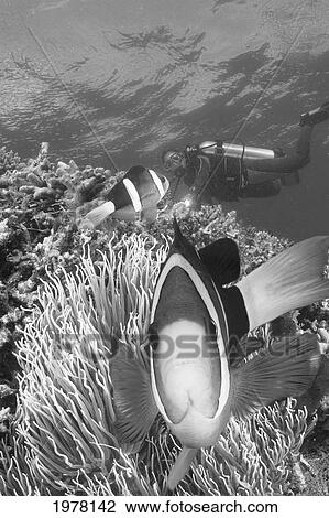 Indonesia, Clark's Anemonefish (Amphiprion Clarkii) And Diver (Black And White Photograph). View Large Photo Image Stock Image - Indonesia, Clark's Anemonefish (Amphiprion Clarkii) And Diver (Black And White Photograph).. Fotosearch