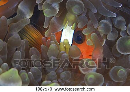 Stock Image - Indonesia, Clarks Anemonefish (Amphiprion Clarkii) Barely visible inside Anenome (Heteractis Magnifica); Sangeang Island. Fotosearch