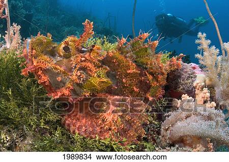 Indonesia, Close-Up Of A Scorpionfish (Scorpaenopsis Oxycephala) With A Diver In The Background. View Large Photo Image Picture - Indonesia, Close-Up Of A Scorpionfish (Scorpaenopsis Oxycephala) With A Diver In The Background.. Fotosearch