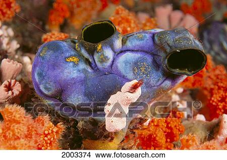 Indonesia, Close-Up Of Blue Purple Tunicate (Polycarpa Sp? ) On Coral View Large Photo Image Picture - Indonesia, Close-Up Of Blue Purple Tunicate (Polycarpa Sp? ) On Coral. Fotosearch