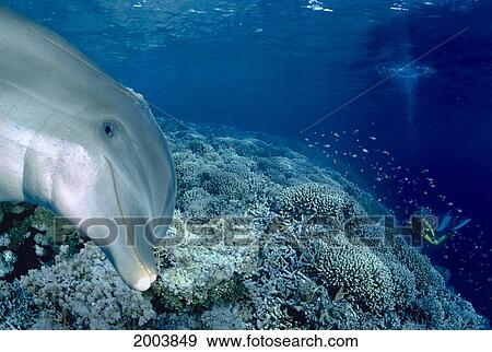 Indonesia, Close-Up Of Bottle Nose Dolphin Face, Peeking (Tursiops Gilli) Reef, Diver View Large Photo Image Stock Photo - Indonesia, Close-Up Of Bottle Nose Dolphin Face, Peeking (Tursiops Gilli) Reef, Diver. Fotosearch