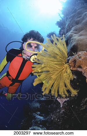 Stock Photo - Indonesia, Close-Up Of Diver Looking At Yellow Crinoid, Sunburst. Fotosearch