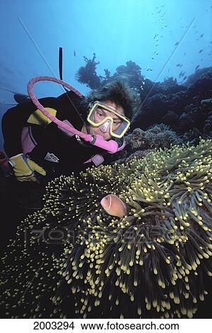 Picture - Indonesia, Close-Up Of Diver Watching Clownfish In Anemone. Fotosearch