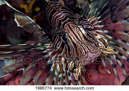 Indonesia, Close-Up Of Lionfish (Pterois Volitans). View Large Photo Image Picture - Indonesia, Close-Up Of Lionfish (Pterois Volitans).. Fotosearch