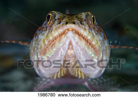 Stock Image - Indonesia, Close-up of Lizardfish (Synodus Variegatus); Komodo. Fotosearch