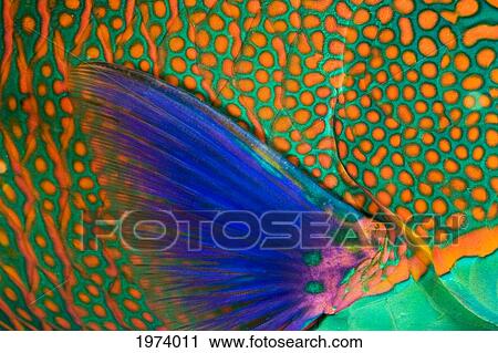 Indonesia, Close-Up Of Parrotfish Scales And Pectoral Fin; Komodo View Large Photo Image Stock Image - Indonesia, Close-Up Of Parrotfish Scales And Pectoral Fin; Komodo. Fotosearch