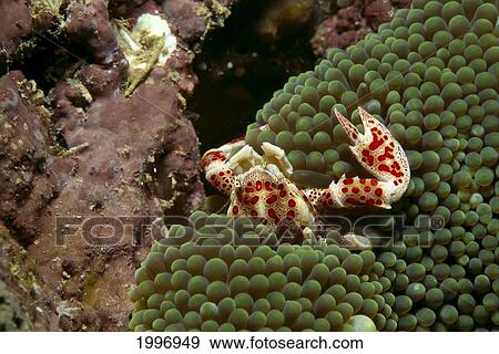 Stock Photo - Indonesia, Close-Up Of Porcelain Crab (Neopetrolisthes Ohshimai) In Anemone A89H. Fotosearch