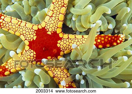 Indonesia, Close-Up Of Red And Yellow Sea Star On Hard Coral, Green With Whitetips View Large Photo Image Picture - Indonesia, Close-Up Of Red And Yellow Sea Star On Hard Coral, Green With Whitetips. Fotosearch
