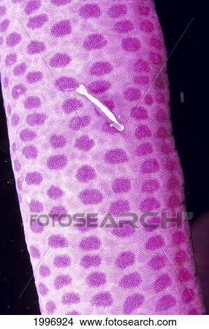 Picture - Indonesia, Close-Up Of Shrimp (Periclimenes Sp? ) On A Pink Sea Star, Detail A91E. Fotosearch
