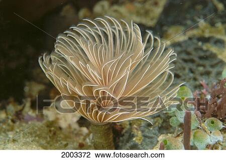 Indonesia, Close-Up Of Tube Worm In Coral View Large Photo Image Stock Image - Indonesia, Close-Up Of Tube Worm In Coral. Fotosearch