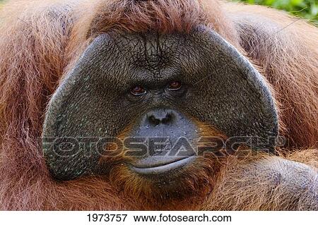Indonesia, Closeup Portrait Of An Orangutan, Pongo Pygmaeus. View Large Photo Image Stock Photo - Indonesia, Closeup Portrait Of An Orangutan, Pongo Pygmaeus.. Fotosearch