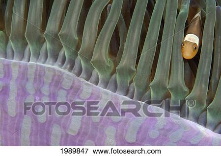 Indonesia, Clown Anemonefish (Amphiprion Percula) In Anenome (Heteractis Magnifica). View Large Photo Image Stock Photo - Indonesia, Clown Anemonefish (Amphiprion Percula) In Anenome (Heteractis Magnifica).. Fotosearch