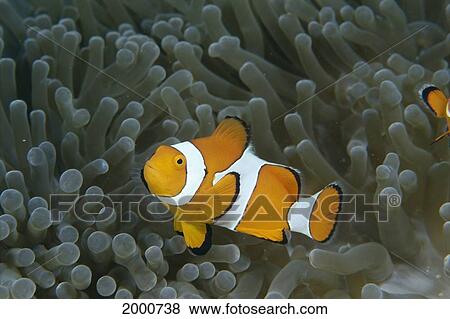 Stock Photo - Indonesia, Clown Anemonefish (Amphiprion Ocellaris) In Anemone. Fotosearch