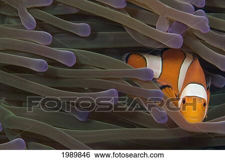 Indonesia, Clown Anemonefish (Amphiprion Percula) In Anenome (Heteractis Magnifica). View Large Photo Image Stock Photograph - Indonesia, Clown Anemonefish (Amphiprion Percula) In Anenome (Heteractis Magnifica).. Fotosearch