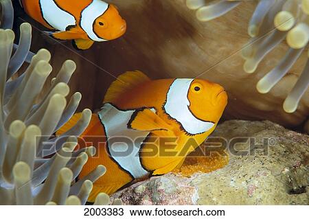 Indonesia, Clownfish Guards Egg Mass (Amphiprion Percula) View Large Photo Image Stock Image - Indonesia, Clownfish Guards Egg Mass (Amphiprion Percula). Fotosearch
