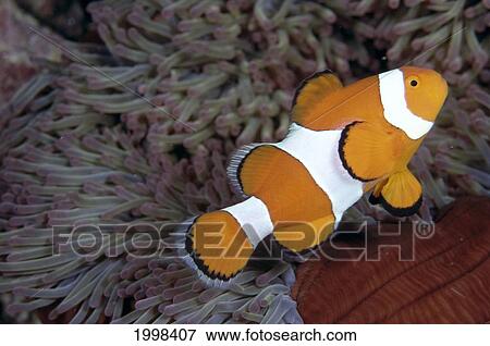 Stock Photo - Indonesia, Clownfish In Anemone, B1947. Fotosearch