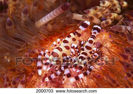 Stock Image - Indonesia, Coleman Shrimp On Urchin (Periclimenes Colmani) Pair. Fotosearch