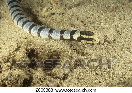 Indonesia, Colubrine Sea Snake (Laticauda Colubrina) Close-Up Of Head And Part Of Body View Large Photo Image Stock Photo - Indonesia, Colubrine Sea Snake (Laticauda Colubrina) Close-Up Of Head And Part Of Body. Fotosearch