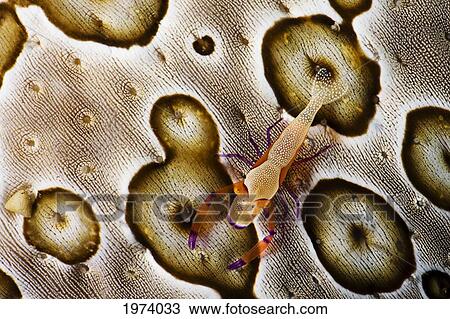 Stock Image - Indonesia, Commensal Shrimp (Periclimenes Soror) On Sea Cucumber; Komodo. Fotosearch