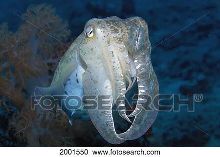 Indonesia, Cuttlefish Floating Soft Coral Background Cephalopod D1812 View Large Photo Image Stock Image - Indonesia, Cuttlefish Floating Soft Coral Background Cephalopod D1812. Fotosearch