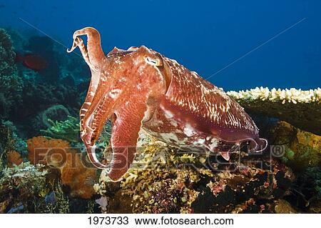 Indonesia, Cuttlefish (Sepia Latimanus); Komodo View Large Photo Image Stock Image - Indonesia, Cuttlefish (Sepia Latimanus); Komodo. Fotosearch