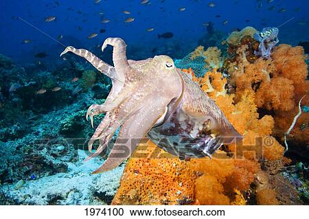 Stock Image - Indonesia, Cuttlefish (Sepia Latimanus); Komodo. Fotosearch