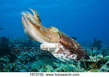 Indonesia, Cuttlefish (Sepia Latimanus); Komodo View Large Photo Image Stock Photography - Indonesia, Cuttlefish (Sepia Latimanus); Komodo. Fotosearch