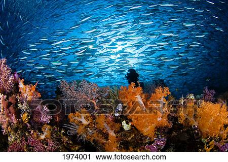 Stock Image - Indonesia, Diver And School Of Fusiliers And Alcyonarians; Komodo. Fotosearch