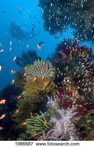 Indonesia, Diver exploring colorful reef; Komodo View Large Photo Image Stock Photo - Indonesia, Diver exploring colorful reef; Komodo. Fotosearch