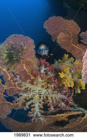 Stock Image - Indonesia, Diver Investigates Beautiful Alconarian Coral.. Fotosearch