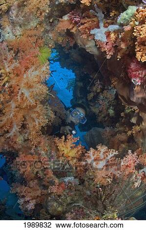 Indonesia, Diver Investigates Beautiful Alconarian Coral. View Large Photo Image Stock Image - Indonesia, Diver Investigates Beautiful Alconarian Coral.. Fotosearch