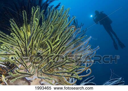 Stock Photography - Indonesia, Diver Investigates Yellow Crinoid.. Fotosearch
