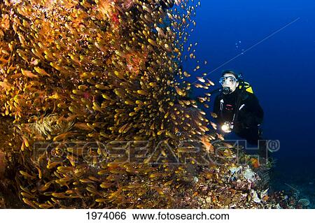 Indonesia, Diver near reef; Komodo View Large Photo Image Stock Photograph - Indonesia, Diver near reef; Komodo. Fotosearch