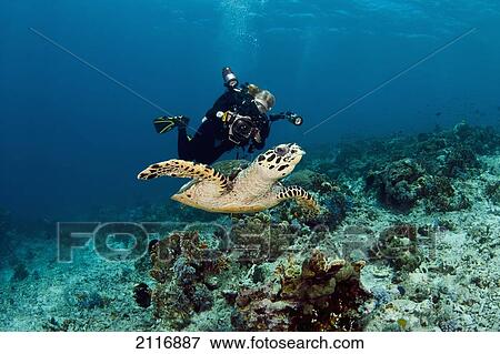 Indonesia, Diver photographing a Hawksbill turtle (Eretmochelys imbricata) View Large Photo Image Stock Photo - Indonesia, Diver photographing a Hawksbill turtle (Eretmochelys imbricata). Fotosearch