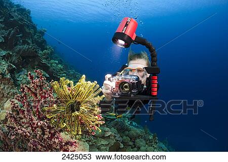 Stock Image - Indonesia, Diver photographing colorful soft reef.. Fotosearch