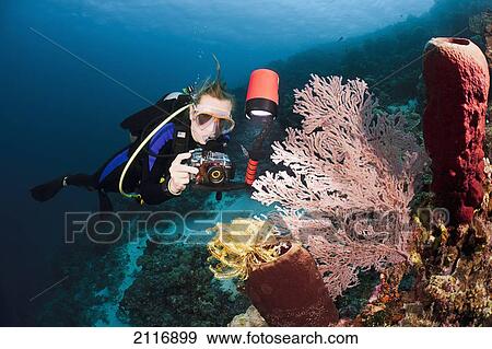 Indonesia, Diver taking a picture of a crinoid on a tube sponge and soft coral on the reef. View Large Photo Image Stock Photo - Indonesia, Diver taking a picture of a crinoid on a tube sponge and soft coral on the reef.. Fotosearch