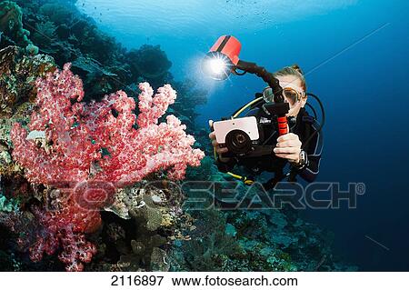Stock Photo - Indonesia, Diver taking a picture of soft coral on the reef.. Fotosearch