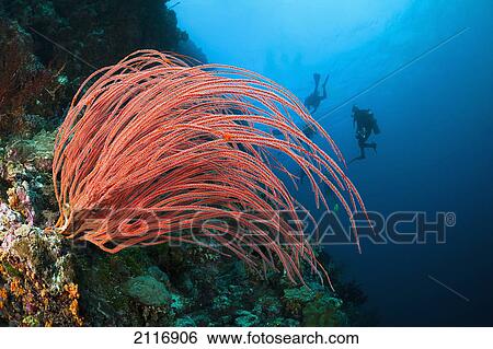 Indonesia, Divers and whip coral (Ellisella ceratophyta) on ther reef. View Large Photo Image Stock Photograph - Indonesia, Divers and whip coral (Ellisella ceratophyta) on ther reef.. Fotosearch