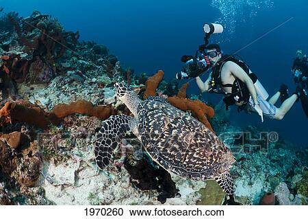 Indonesia, Divers Photographing A Hawksbill Turtle (Eretmochelys Imbricata) On A Reef View Large Photo Image Stock Image - Indonesia, Divers Photographing A Hawksbill Turtle (Eretmochelys Imbricata) On A Reef. Fotosearch