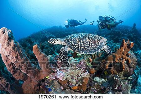Indonesia, Divers Photographing A Hawksbill Turtle (Eretmochelys Imbricata) On A Reef View Large Photo Image Stock Image - Indonesia, Divers Photographing A Hawksbill Turtle (Eretmochelys Imbricata) On A Reef. Fotosearch