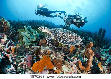 Indonesia, Divers Photographing A Hawksbill Turtle (Eretmochelys Imbricata) On A Reef View Large Photo Image Stock Image - Indonesia, Divers Photographing A Hawksbill Turtle (Eretmochelys Imbricata) On A Reef. Fotosearch