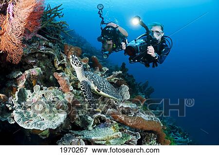 Indonesia, Divers Photographing A Hawksbill Turtle (Eretmochelys Imbricata) On A Reef View Large Photo Image Stock Photo - Indonesia, Divers Photographing A Hawksbill Turtle (Eretmochelys Imbricata) On A Reef. Fotosearch